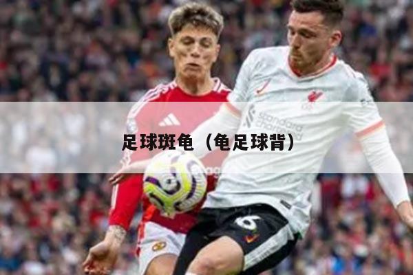 足球斑龟（龟足球背）